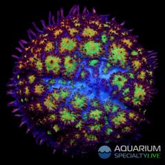 Beast Bounce Mushroom