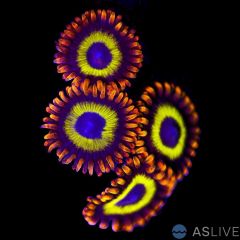 Fruit Loops Zoa