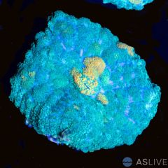 Rhodactis Mushroom 1