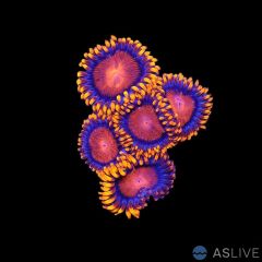 Atomic Sunset Bam Bam Zoa - Almost WYSIWYG