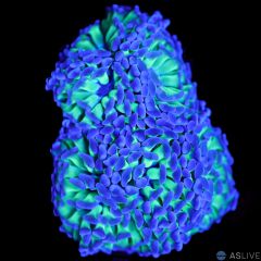 Reverse Hammer Coral - Triple Head