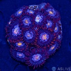 Pink Zoa -  Almost WYSIWYG
