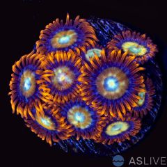Tiger Paw Zoa