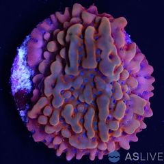 Tropic Thunder Monti