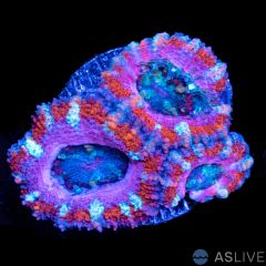Acan Frag A17 WYSIWYG