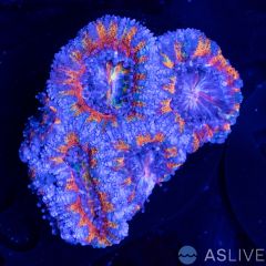 Rainbow Acan D02