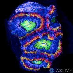 ASL Ring of Fire Rainbow Acan D04