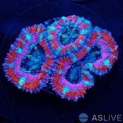 Acan Frag D09