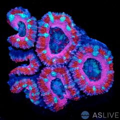 Acan Mini Colony D10