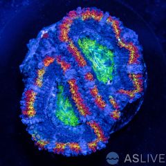 ASL Ring of Fire Rainbow Acan Frag D11