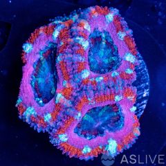 ACAN Frag D12