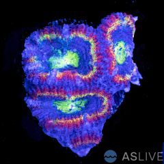 ASL Ring of Fire Rainbow Acan Frag D13
