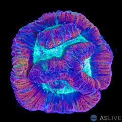 Rainbow Wilsoni Mini Colony