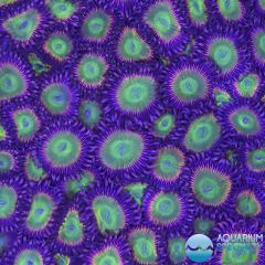 JF Busted Nugget Palythoa