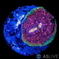 Watermelon Chalice WYSIWYG A12