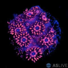 Goniopora Bright Red w/Blue Center WYSIWYG A12