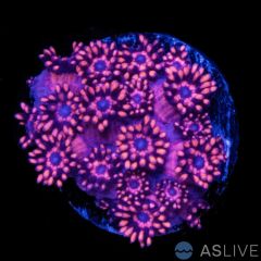 Goniopora Bright Red w/Blue Center WYSIWYG A14