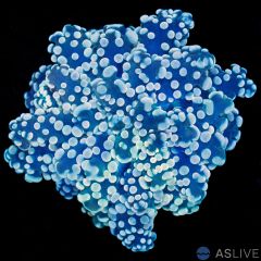 YAEYAMAENSIS FROGSPAWN