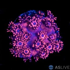 Goniopora Bright Red w/Blue Center WYSIWYG B05