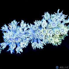 ASL Yellow Goniopora Almost WYSIWYG