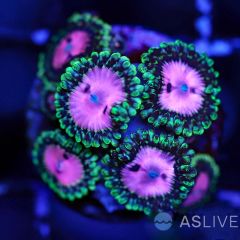 Pink Diamond Zoa