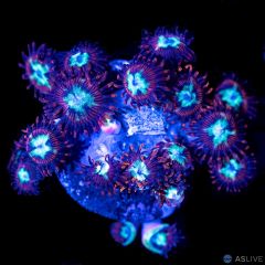 Hot Shot Zoanthid