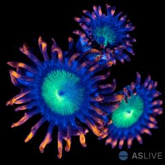 Goblins on Fire Zoanthid