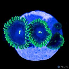 Purple People Eater Zoanthid