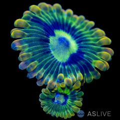 Rainbow Yoda Zoanthid