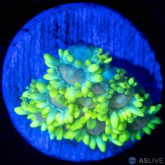 ASL Highlighter Goniopora WYSIWYG