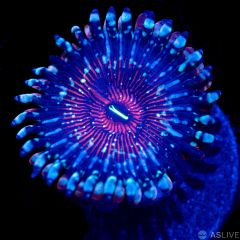 White Zombie Zoanthid