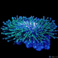 Long Polyp Toadstool Coral