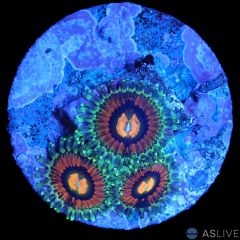 Rainbow Incinerator Zoa