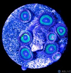 Emeralds On Fire Zoanthid