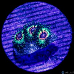 Little Shop of Horrors Zoanthid