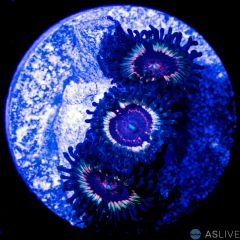 Vampire Slayer Zoanthid