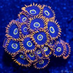 Rainbow Hornet Zoanthid