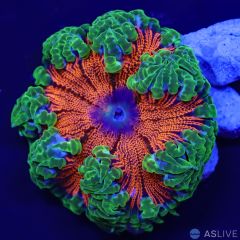 Flower Anemone - Grade A