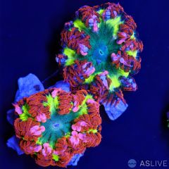 Flower Anemone Ultra Grade