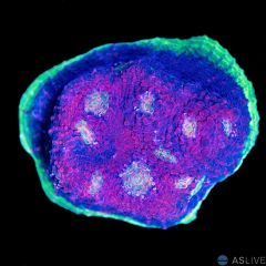 Watermelon Chalice A04 WYSIWYG