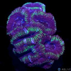 Blue & Green Acan C24 WYSIWYG