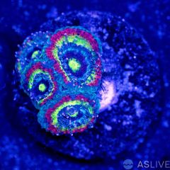 Holy Grail Micromussa WYSIWYG