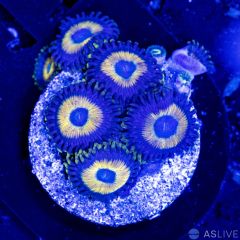 Scrambled Eggs Zoanthid D17 WYSIWYG