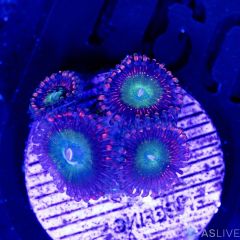 Candy Apple Zoanthid D31 WYSIWYG