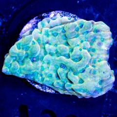 JF Beach Bum Montipora A20 WYSIWYG