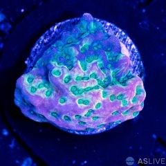JF Beach Bum Montipora C14 WYSIWYG