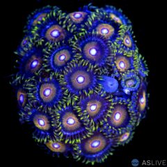 Jawbreaker Hornet Zoanthid