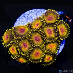 WWC Golden Gods Zoanthids