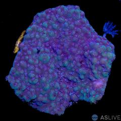 Montipora Blue and Green A40 - WYSIWYG