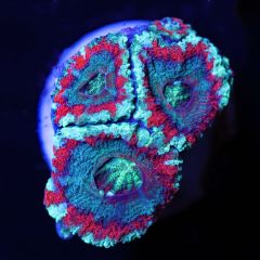 Asian Acan B16 - WYSIWYG